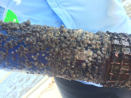 sonde-field-fouling-092616