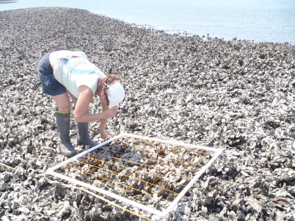 Nikki Percent Cover.JPG