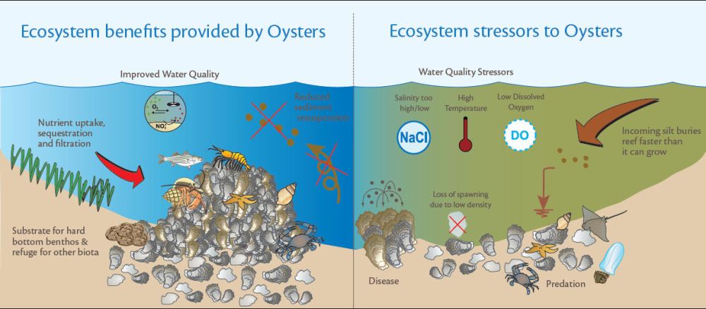 oyster_ecosystem_impacts_large
